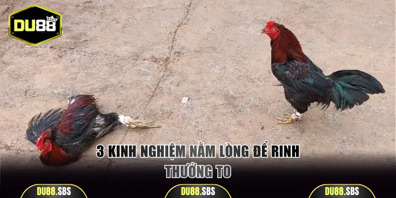 3 kinh nghiệm nằm lòng để rinh thưởng lớn khi cược đá gà