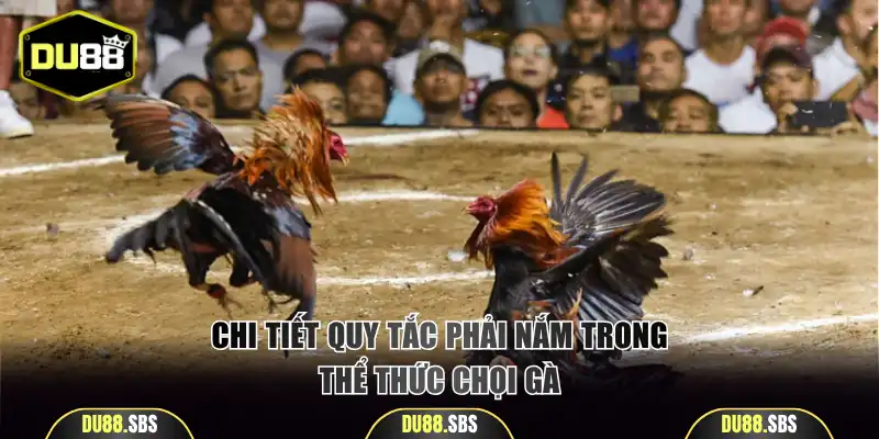 Chi tiết quy tắc phải nắm trong thể thức chọi gà Thomo